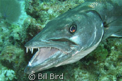 This was taken at Little Cayman. by Bill Bird 